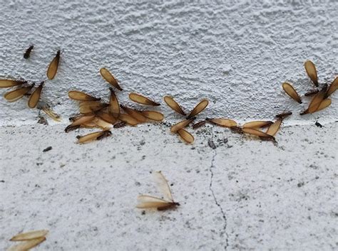 Common Signs Of Termites In Hampton Roads Homes