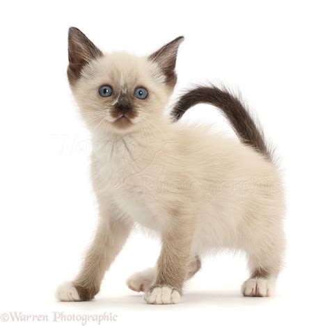 Siamese x Ragdoll kitten, 7 weeks old photo WP46550