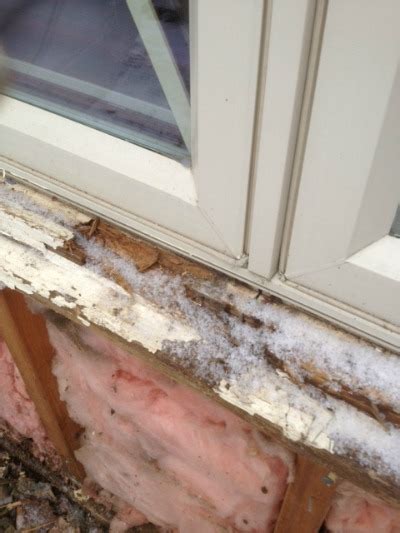 What Every Homeowner Should Know About Dry Rot