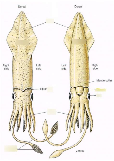 Squid Dissection: External Structures Diagram | Quizlet