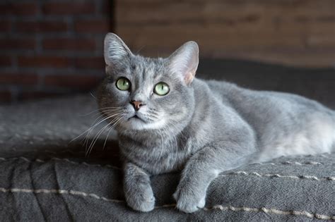 Lindo gato cinza bonito olhos verdes o animal de estimação está na