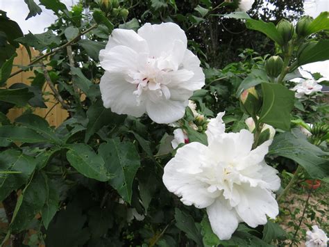 My Mamas Double White Althea Flower Beauty Plants Flowers