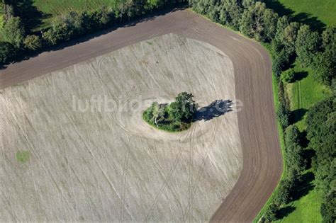 Luftaufnahme Rubenow Baum Insel Auf Einem Feld In Rubenow Im