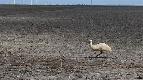 Emu Sing Chase