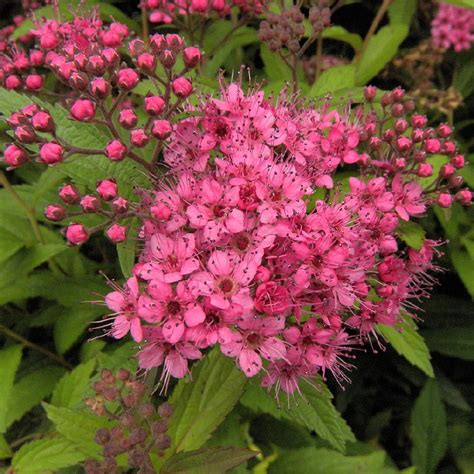 Spiraea Japonica Genpei Shirobana Spirée Japonaise Spiraea