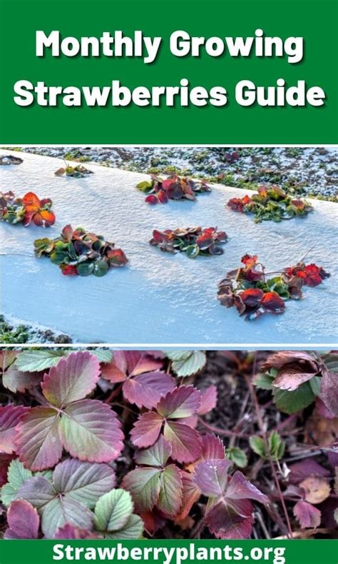 Monthly Growing Strawberries Guide Strawberry Plants