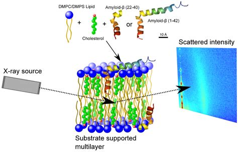 Membranes | Special Issue : Membrane Structure and Dynamics 