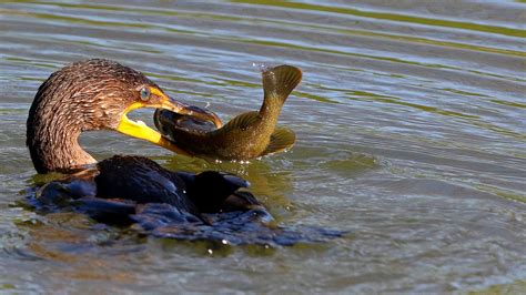 Cormorant Illinois William Moore Flickr