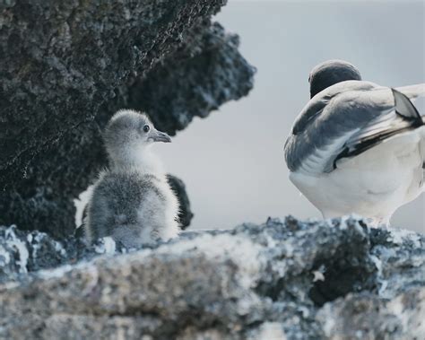 Dsc P Swallow Tailed Gull And Chick Julene Bailie Flickr