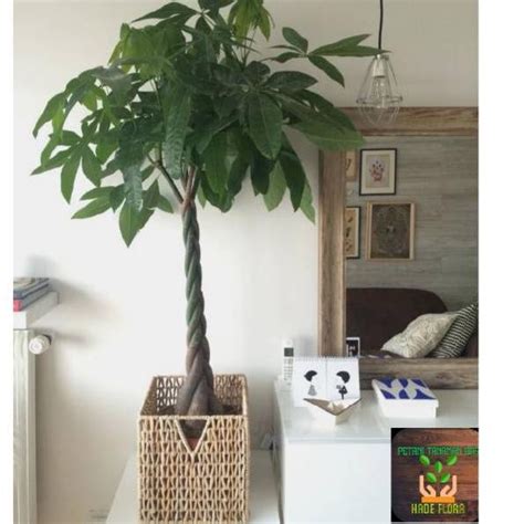 Jual 64 Tanaman Hias PACHIRA AQUATICA MONEY TREE Ncvr40 Shopee