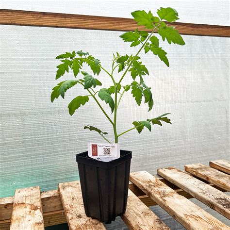 Super Sweet 100 Tomato - Tomato Seedling