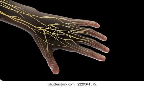 3,389 Human Hand Nerves 3d Illustration Images, Stock Photos & Vectors ...