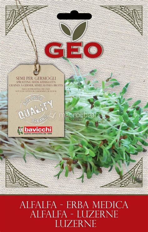 Germogli Di Erba Medica Alfalfa Barattolo Geo Sementi E Germogli