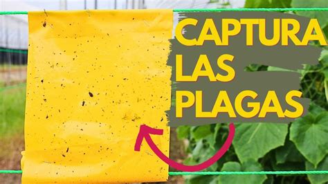 Estrategias Efectivas De Trampas Para Control De Plagas En Huertos Menudo Jardin