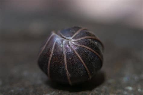 11 Wondrous Woodlouse Facts - Fact Animal