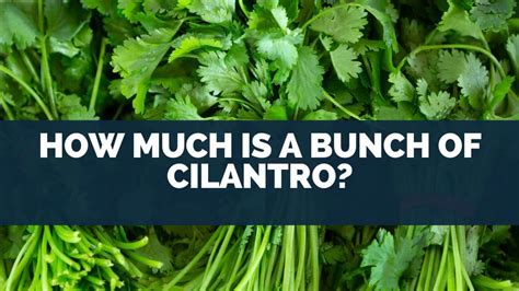 How Much Is A Bunch Of Cilantro