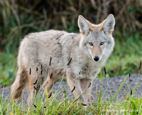 Coyote Ridgefield Wildlife Refuge Washington Flickr Photo Sharing