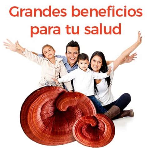 Ganoderma Dxn Beneficios Que Es Para Que Sirve Como Funciona