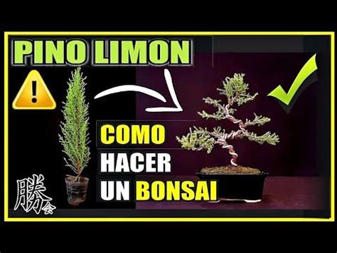 A Bonsai Tree In A Pot With The Words Pino Limoon And Como Hacer Un Bonsai