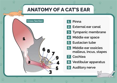 Ear Infections in Cats - Vet Reviewed Causes, Signs & Treatments ...