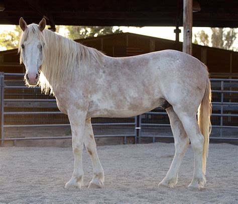 Reveille (Rev) | Sweetbeau Horses