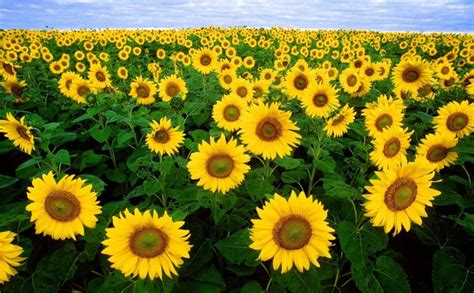 Dwarf Sunflower Big Smile 35 Seeds Helianthus Annuus Etsy