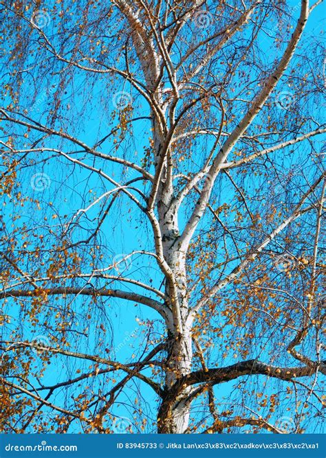 Color Photography Of Naked Autumnal Birch Tree Stock Image Image Of Heaven Light 83945733