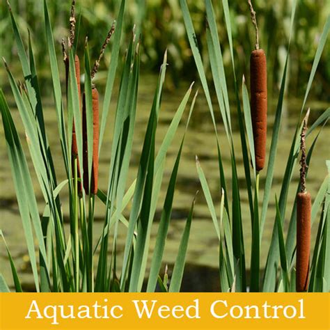 Aquatic Weed Control Products | The Pond Shop – The Pond Shop®