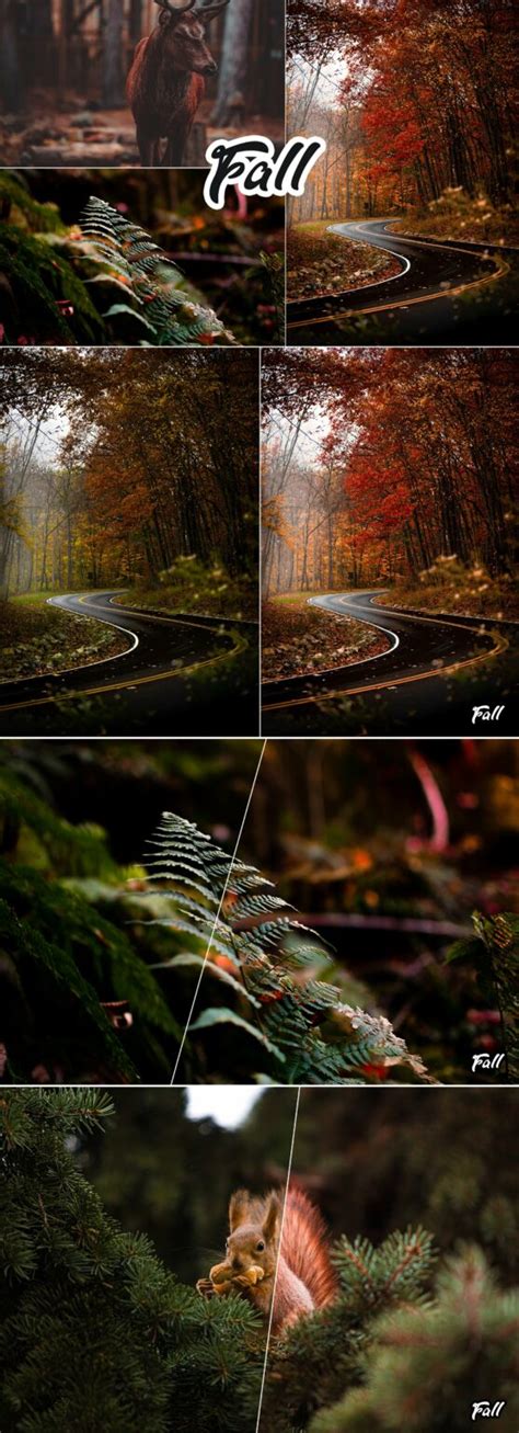 Fall Colors Lightroom Preset Masterbundles