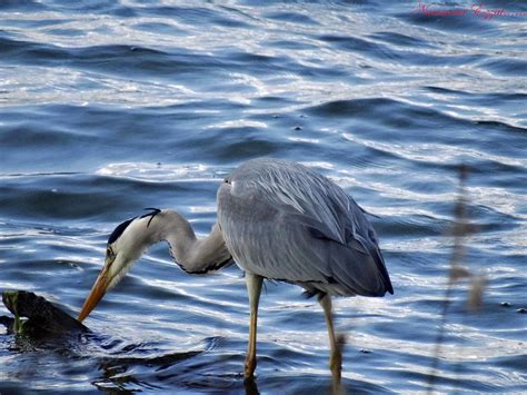 Héron Cendré Ardea Cinerea Le Héron Cendré A Un Plumage Flickr