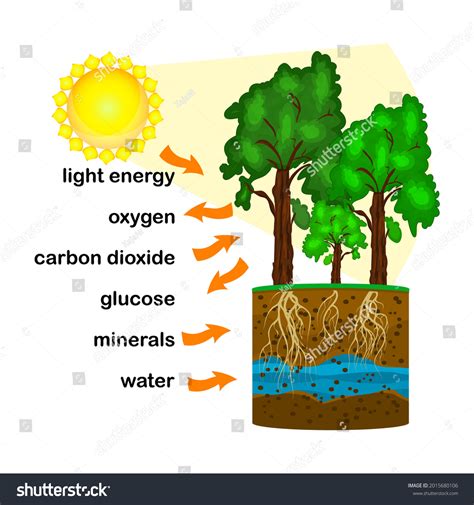 Scientists Are Debating If Do All Plants Produce Oxygen Equally - RYZE Superfoods
