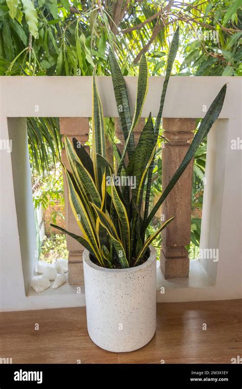 Dracaena Trifasciata Immagini E Fotografie Stock Ad Alta Risoluzione