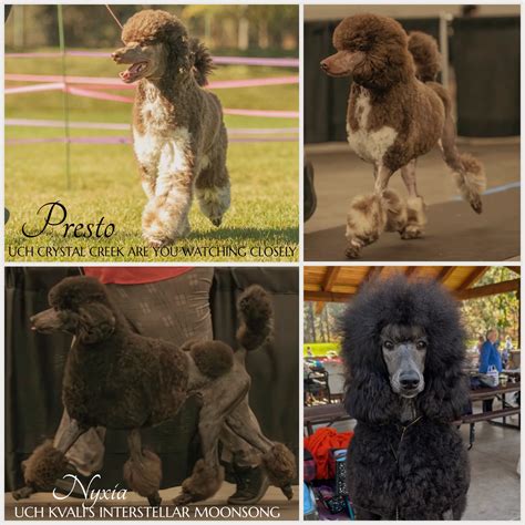 Breeding Announcements – Kvali Standard Poodles