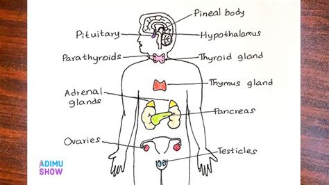 Endocrine System Endocrine System Biology Diagrams Endocrine Glands