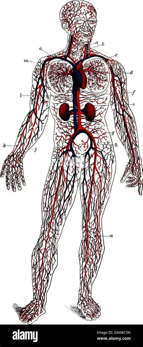 Beinarterien Anatomie Fotos Und Bildmaterial In Hoher Aufl Sung Alamy