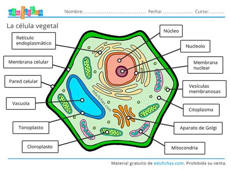 Celula Procariota Para Colorear Celula Vegetal Y Sus Partes Para Porn