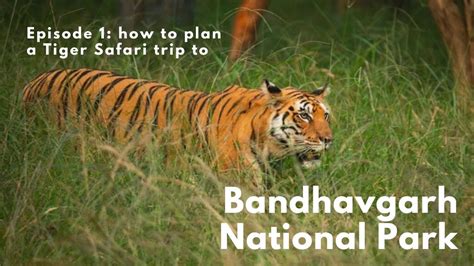 Complete Travel Guide Bandhavgarh National Park Tiger Safari Madhya Pradesh India Youtube