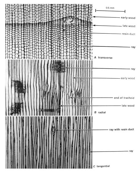 Tangential Section Of Pine Wood