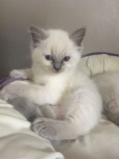 Ragdoll Persian Cross Kittens In Long Eaton Nottinghamshire Gumtree