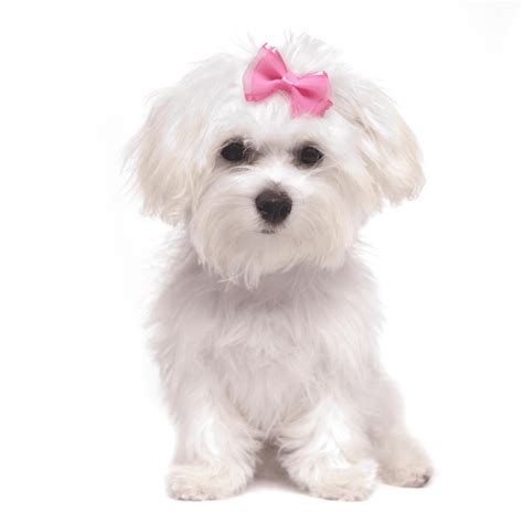 Maltese Dog - What Dog Breed