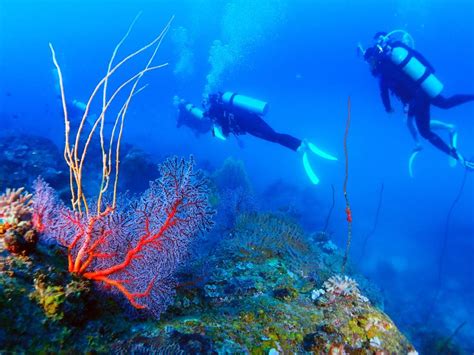 Dive Packages Padi Ssi Redang Pelangi Resort