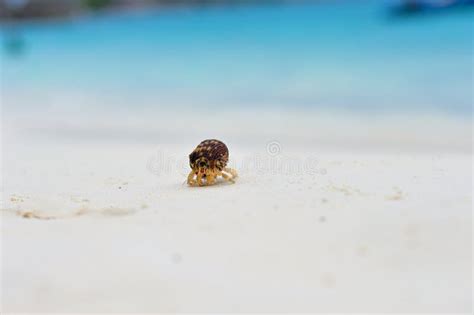 Einsiedlerkrebs Auf Dem Strand Stockfoto Bild von krebs geschöpf