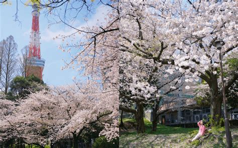 【東京櫻花季2024】最新東京櫻花花期預測＆私心推薦東京6大賞櫻、夜櫻景點