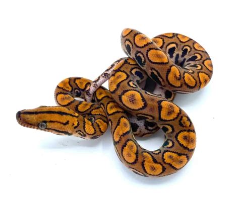 Baby Brazilian Rainbow Boa - Reptiles For Sale