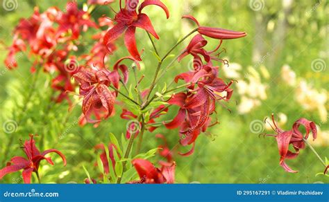 Red Tiger Lilies Stock Image Image Of Rustic Flower 295167291