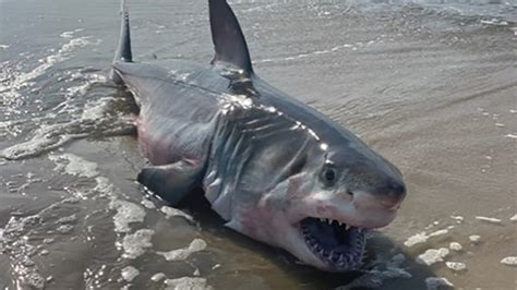 Quogue Shark Dead Shark Appearing To Be Great White Washes Up On Long