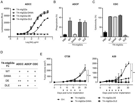 Figure 2 From A Cross Species Reactive Tigit Blocking Antibody Fc