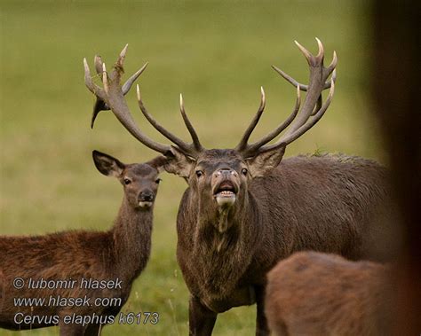 Cervus elaphus Red Deer Cerf élaphe