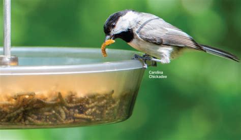 Wild Birds Unlimited - Nature Shop