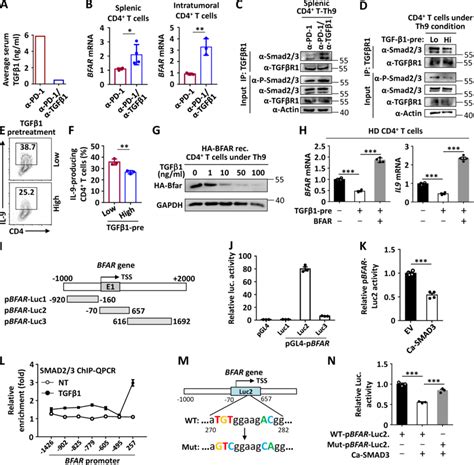 High level TGFβ activated Smad2 3 suppresses BFAR transcription A